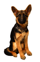 Beautiful young German Shepherd sitting
