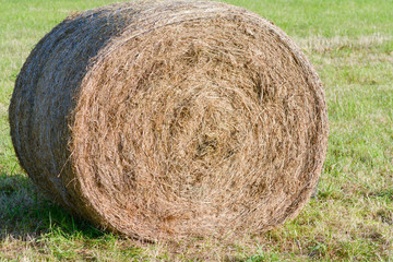 Hay bales in meadow