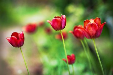 Red tulips in Spring