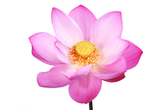 Fototapeta lotus flower isolated on white background.