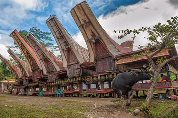 Zelfklevend Fotobehang Tongkonan houses, traditional Torajan buildings, Tana Toraja, Su © javarman
