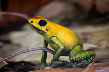 frog