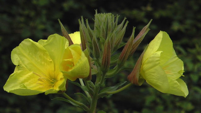 Common evening primrose (Oenothera biennis) opening bloom realtime closeup