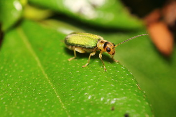 Small insects
