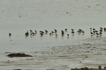Bar-tailed godwit