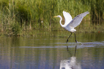 Grande Aigrette