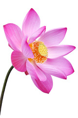 Fototapeta na wymiar lotus flower isolated on white background.