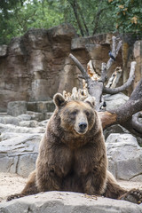 The funny brown bear is sitting in the forest on his back