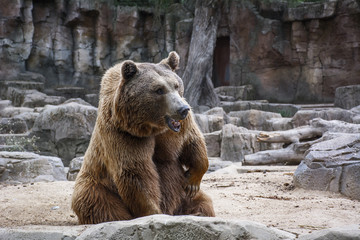 The sad brown bear is sitting in the forest