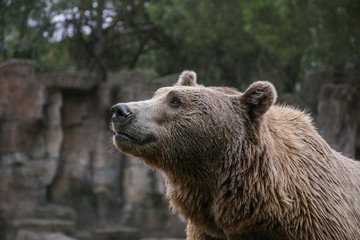 Obraz premium The sad snout of brown bear in the forest