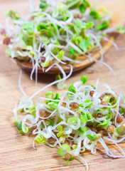 Fresh radish sprouts on a wooden background.