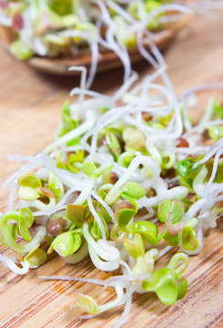 Fresh radish sprouts on a wooden background.