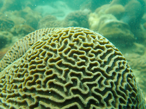 Closed up to polyp of brain coral, Platygyra