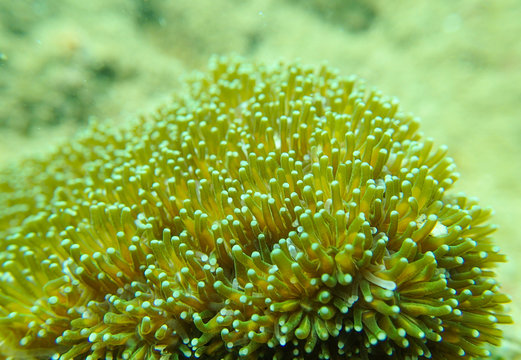 Closed up to coral polyp, Galaxea