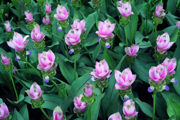 siam tulip flower garden