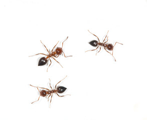ants on a white background