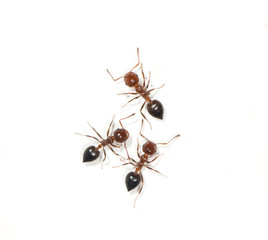 ants on a white background