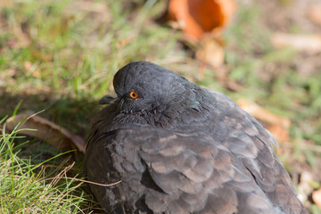 Portrait of pigeon closeup