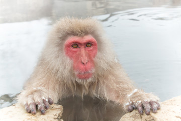 お風呂でリラックス。おさるさん　monkey of the wonderful couple