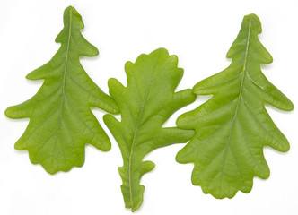 Young oak leaves on a white background