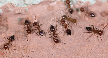 ants on the wall
