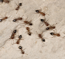 ants on the wall