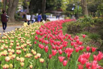 花の道