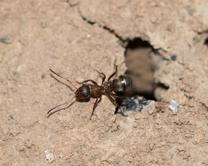 ant on the ground