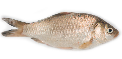 crucian on a white background