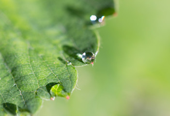 Obraz premium Dew on leaves