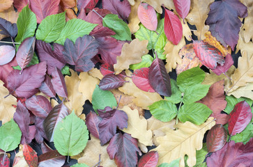 Multicolored autumn leaves