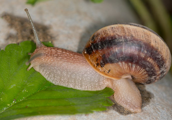 Snail with shell