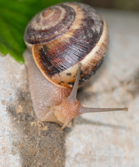 Snail with shell