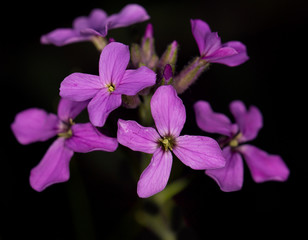 Fototapeta na wymiar purple flowers on a black background