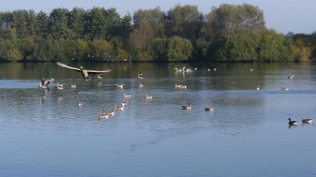 Flock of Greylag geese (anser anser) taking off at lake 4K UHD