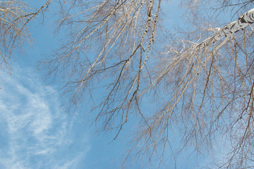 birch trees against the sky