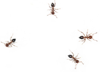 ants on a white background
