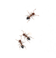 ants on a white background