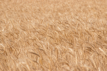 field of wheat as a background