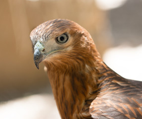 bird's head hawk