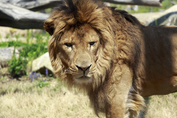 百獣の王