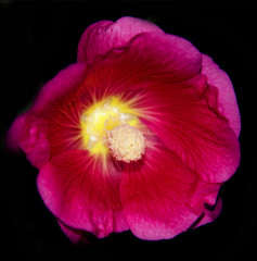 red flower mallow on black background
