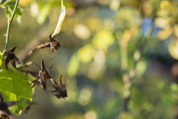 spent flowers ornamental roses in autumn time