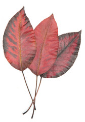 red autumn leaves on a white background
