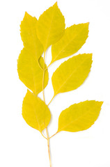 yellow autumn leaves on a white background