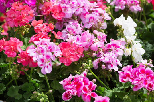 Bed with the multi-colored blossoming geranium