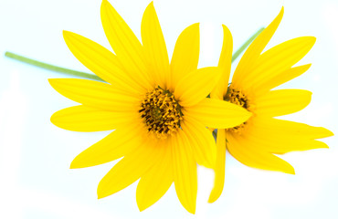 Jerusalem artichoke flower on a white background