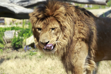 百獣の王