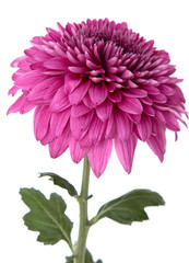Chrysanthemum lilac on a white background