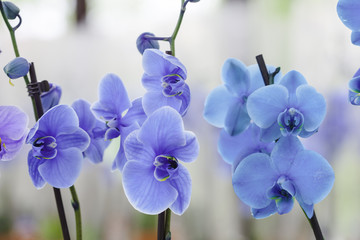  beautiful blue orchids